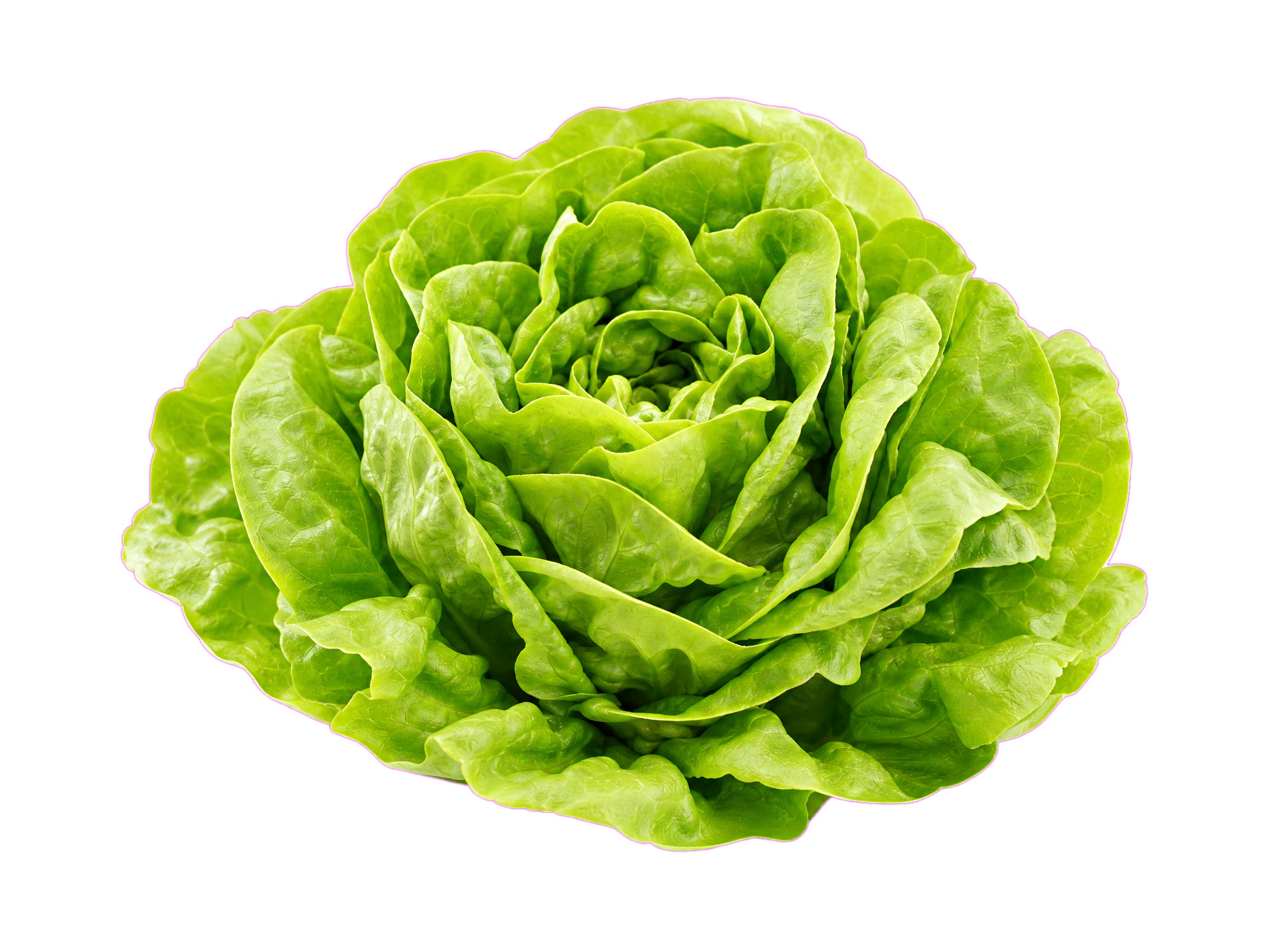 Sauce Image